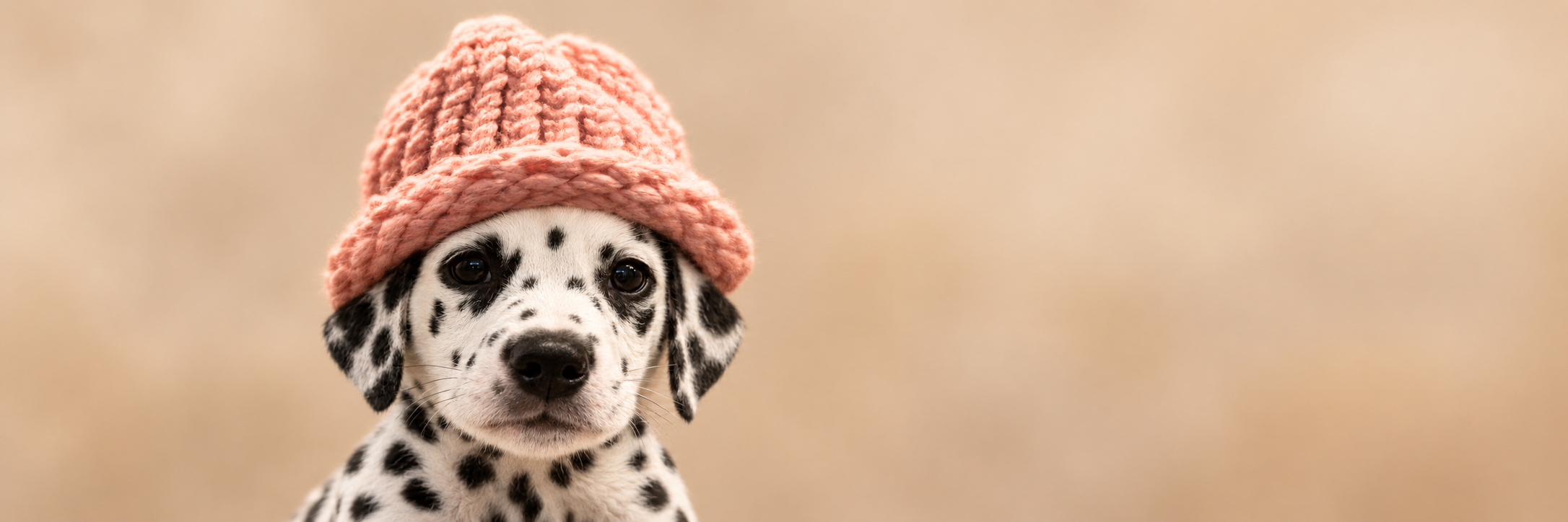 Dalmatian in a pink knitted hat